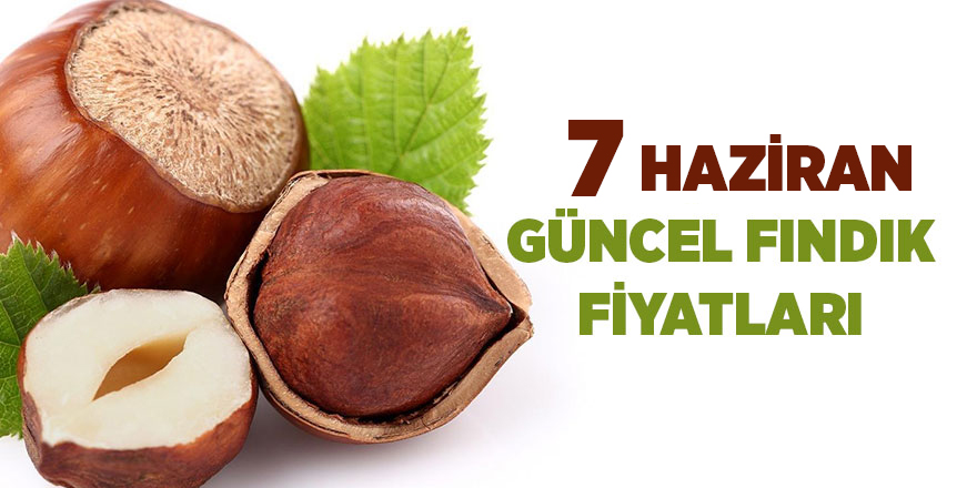 7 Haziran güncel fındık fiyatları - samsun haber