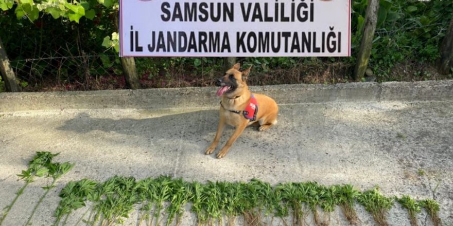 Samsun'da 326 kök kenevir bitkisi ele geçirildi - samsun haber