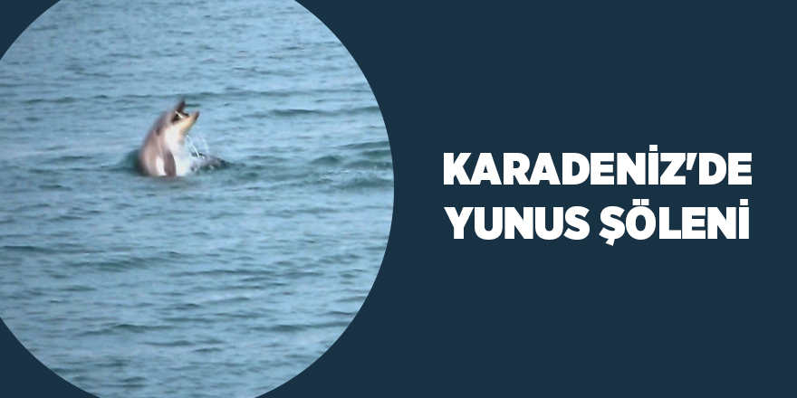 Karadeniz'de yunus şöleni - samsun haber