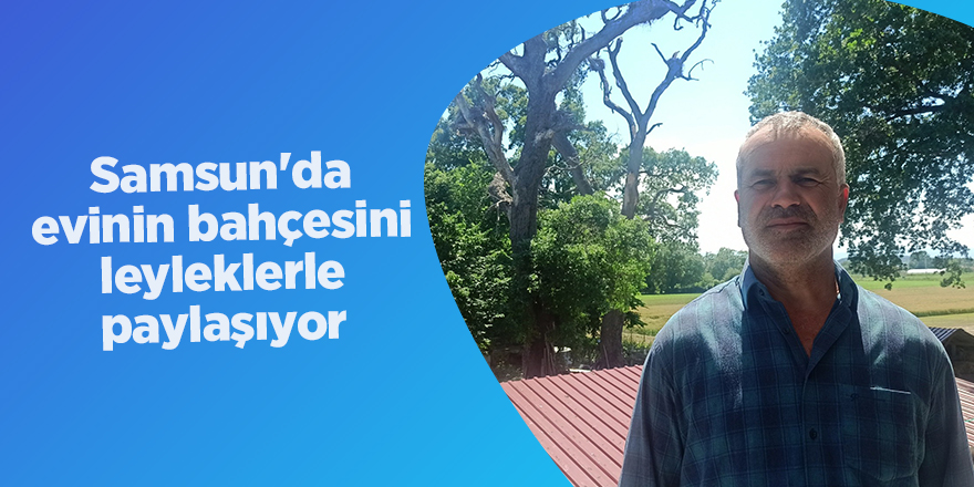 Samsun'da evinin bahçesini  leyleklerle paylaşıyor - samsun haber