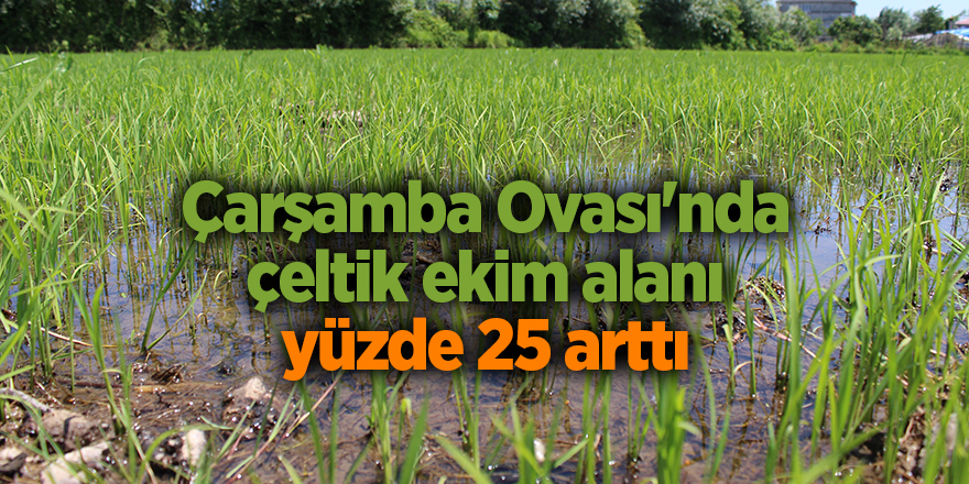 Çarşamba Ovası'nda çeltik ekim alanı yüzde 25 arttı - samsun haber