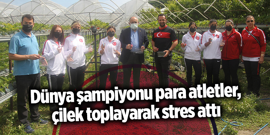 Dünya şampiyonu para atletler, çilek toplayarak stres attı - samsun haber