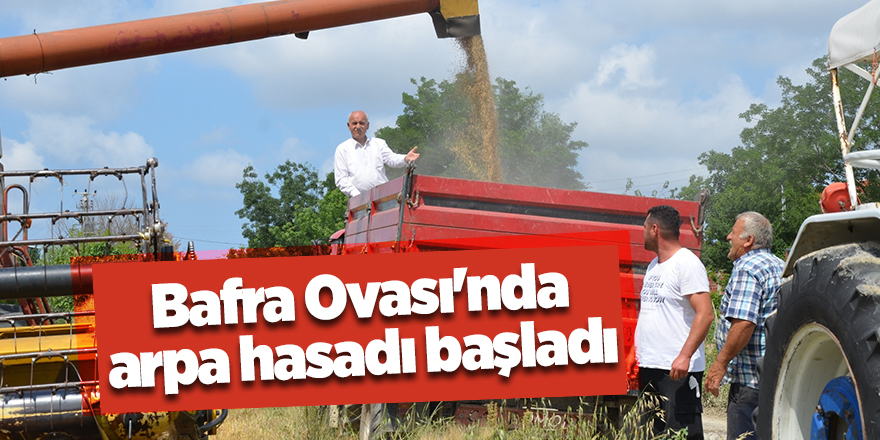 Bafra Ovası'nda arpa hasadı başladı - samsun haber