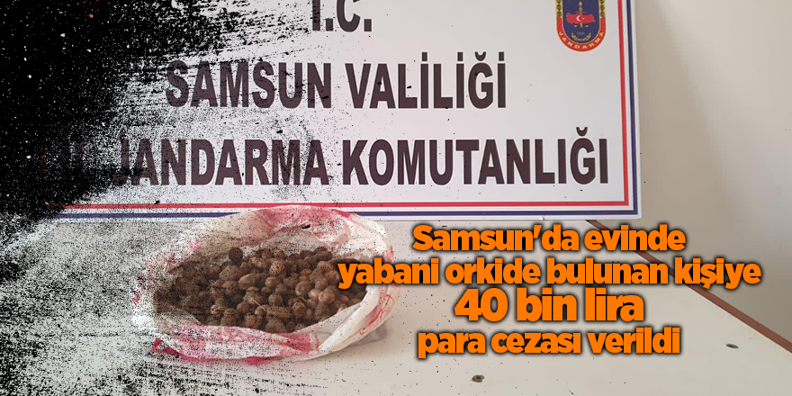 Samsun'da evinde yabani orkide bulunan kişiye 40 bin lira para cezası verildi - samsun haber