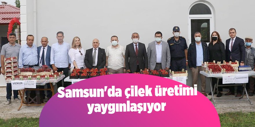 Samsun'da çilek üretimi yaygınlaşıyor - samsun haber