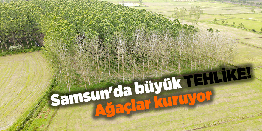 Samsun'da büyük tehlike! Ağaçlar kuruyor - samsun haber