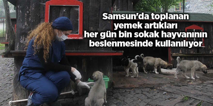 Samsun'da toplanan yemek artıkları her gün bin sokak hayvanının beslenmesinde kullanılıyor - samsun haber