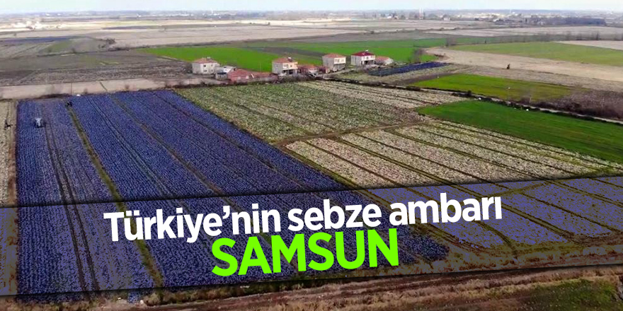 Türkiye’nin sebze ambarı Samsun - samsun haber