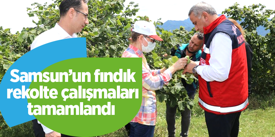 Samsun’un fındık rekolte çalışmaları tamamlandı - samsun haber