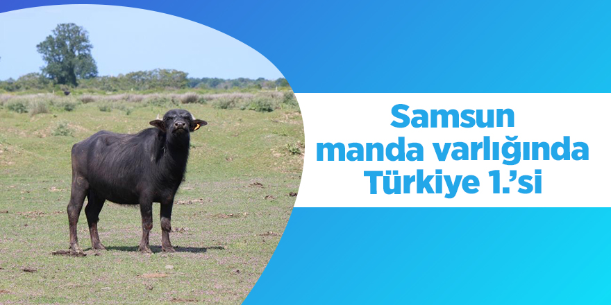 Samsun manda varlığında Türkiye 1.’si - samsun haber