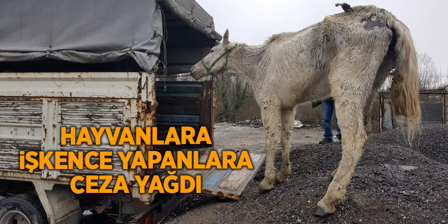 Hayvanlara işkence yapanlara ceza yağdı - samsun haber