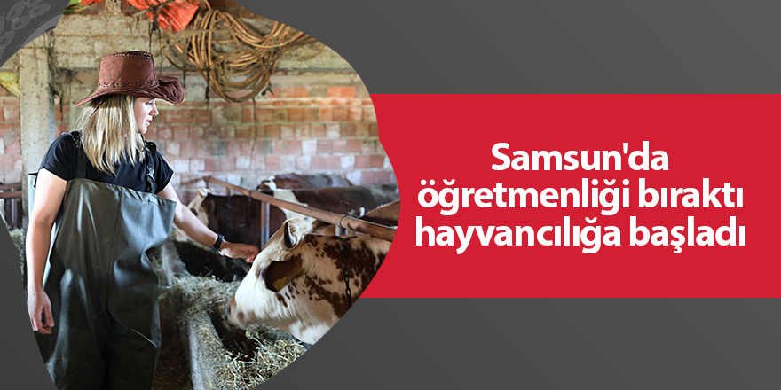 Samsun'da öğretmenliği bıraktı hayvancılığa başladı - samsun haber