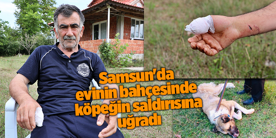 Samsun'da evinin bahçesinde  köpeğin saldırısına uğradı - samsun haber