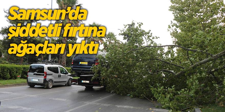 Samsun’da şiddetli fırtına ağaçları yıktı - samsun haber