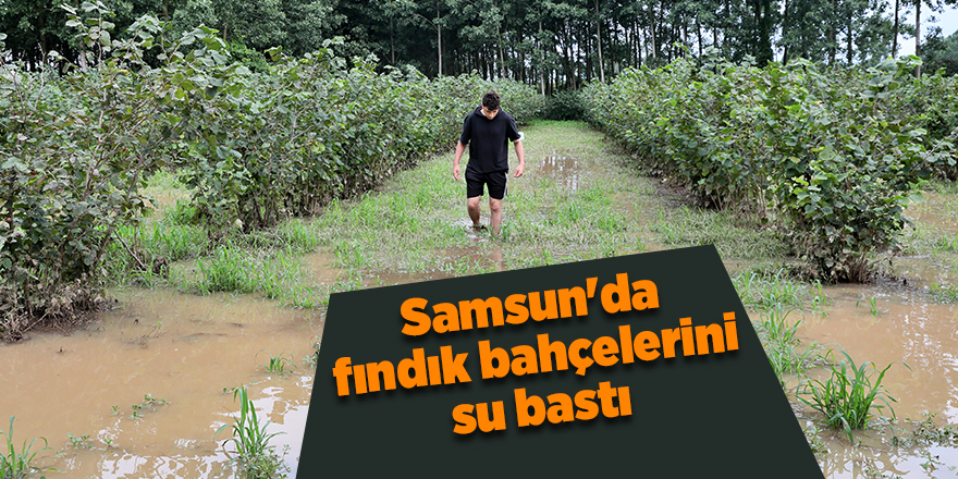 Samsun'da fındık bahçelerini su bastı - samsun haber