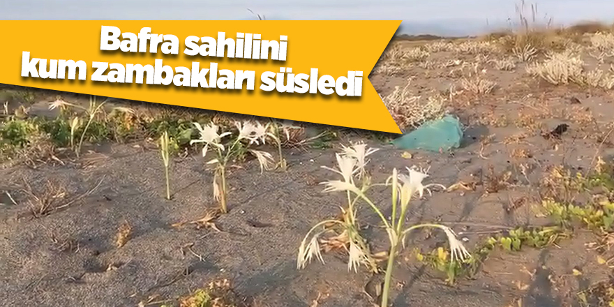 Bafra sahilini kum zambakları süsledi - samsun haber