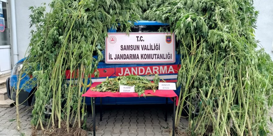 Samsun'da eski mezarlık alanında  esrar ve kenevir ele geçti - samsun haber