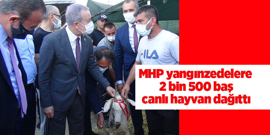 MHP yangınzedelere  2 bin 500 baş canlı hayvan dağıttı