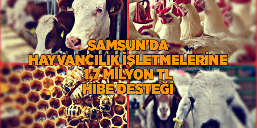 Samsun'da hayvancılık işletmelerine 1,7 milyon TL hibe desteği - samsun haber