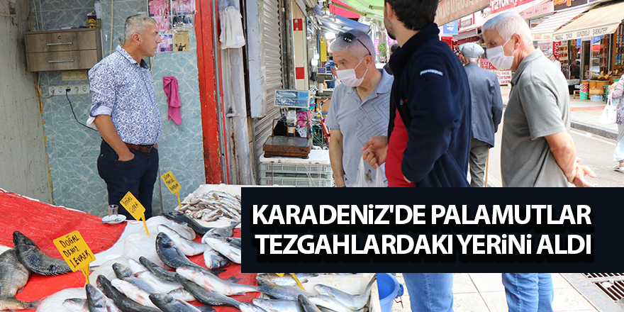 Karadeniz'de palamutlar  tezgahlardaki yerini aldı