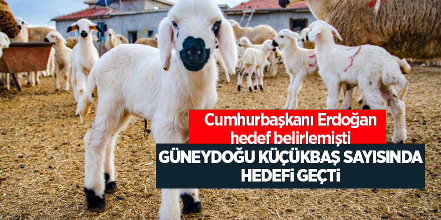 Cumhurbaşkanı Erdoğan hedef belirlemişti Güneydoğu küçükbaş sayısında hedefi geçti