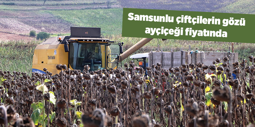 Samsunlu çiftçilerin gözü ayçiçeği fiyatında