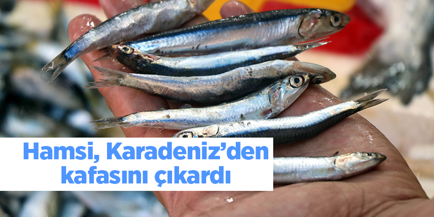 Hamsi, Karadeniz’den kafasını çıkardı