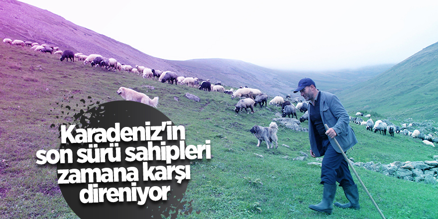 Karadeniz'in son sürü sahipleri zamana karşı direniyor