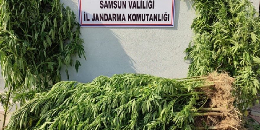 Samsun'da uyuşturucu operasyonları - samsun haber