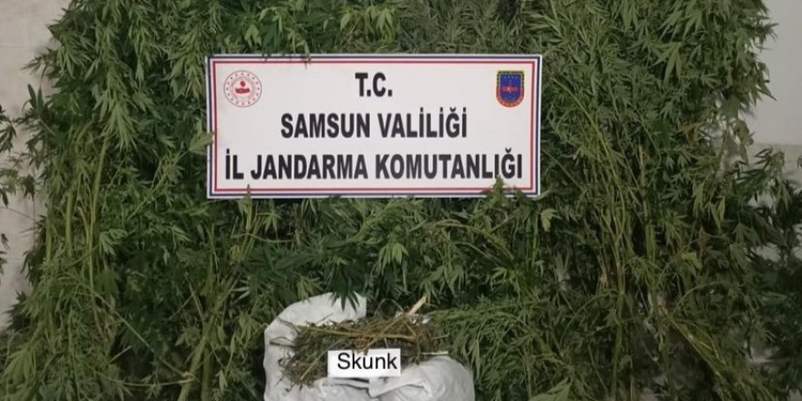 Bafra'da 12 bin 769 gram skunk bitkisi ele geçirildi