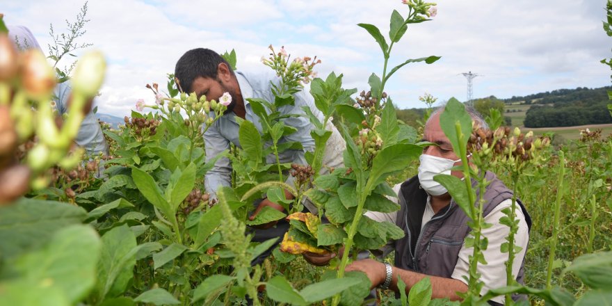 Bafra Ziraat Odası Başkanı Tosuner:  Firmalar tütün üreticilerini kıskaca aldı