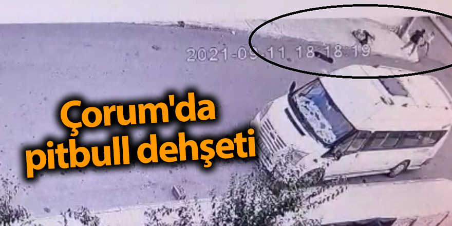 Çorum'da pitbull dehşeti