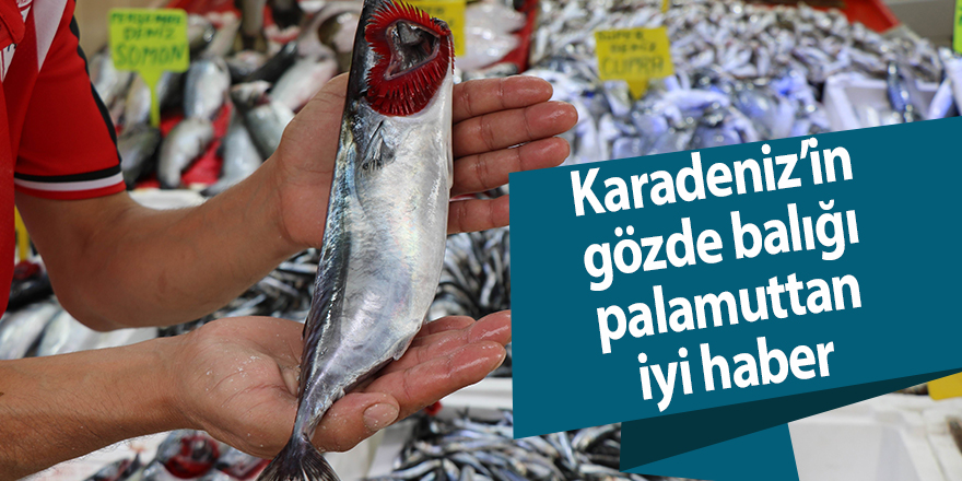 Karadeniz’in gözde balığı palamuttan iyi haber