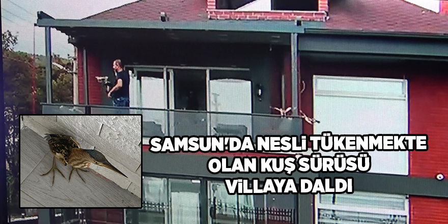 Samsun'da nesli tükenmekte olan kuş sürüsü villaya daldı - samsun haber