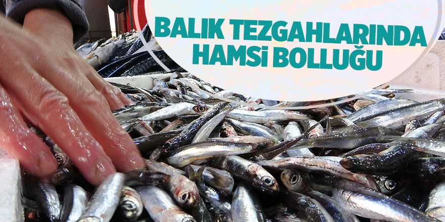 Balık tezgahlarında hamsi bolluğu - samsun haber