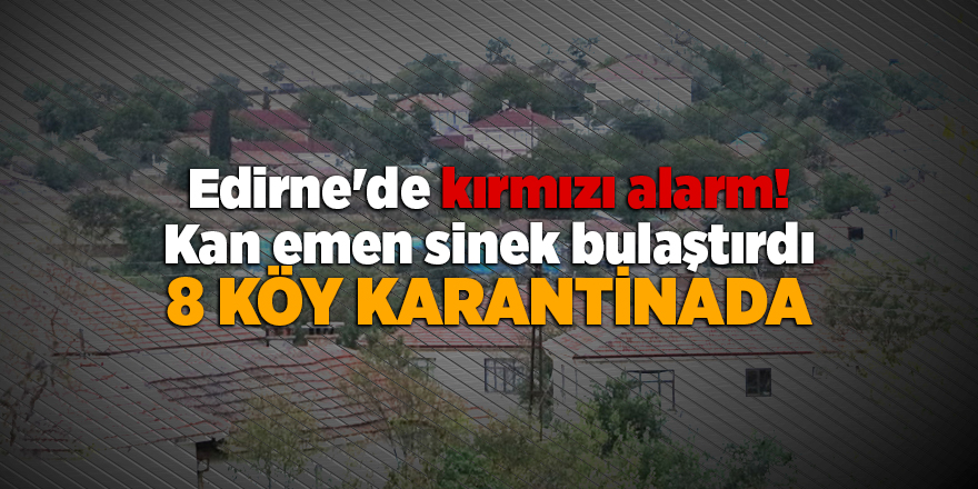 Edirne'de kırmızı alarm: Kan emen sinek bulaştırdı, 8 köy karantinada