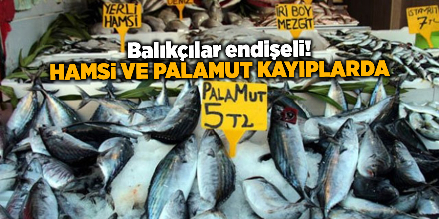 Balıkçılar endişeli! Hamsi ve palamut kayıplarda