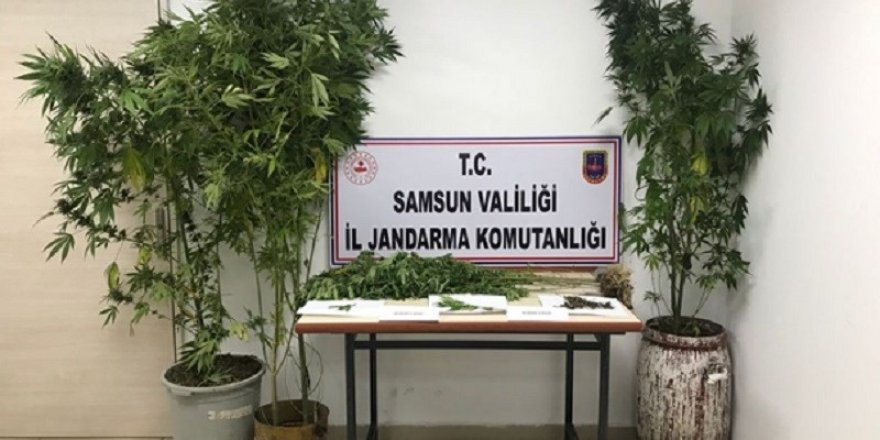 Samsun’da 5,1 kilo kubar esrar ve 4 bin kök kenevir bitkisi ele geçirildi: 15 gözaltı