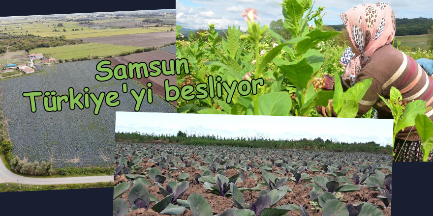 Samsun Türkiye'yi besliyor - samsun haber