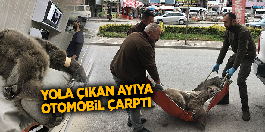 Yola çıkan ayıya otomobil çarptı - samsun haber