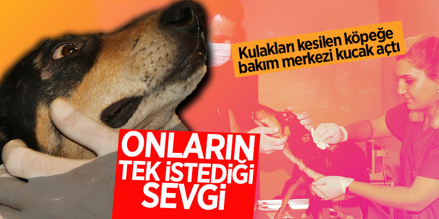 Kulakları kesilen köpeğe bakım merkezi kucak açtı