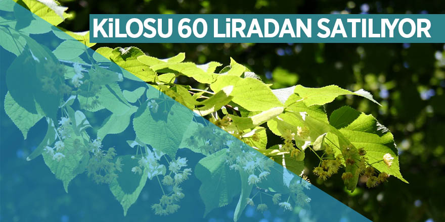 Ihlamurun kilosu 60 liradan satılıyor 