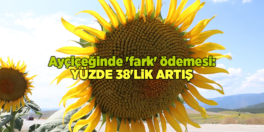 Ayçiçeğinde 'fark' ödemesi: Yüzde 38'lik artış