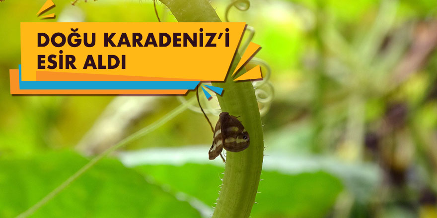 Doğu Karadeniz’i esir alan böcek yeniden ortaya çıktı