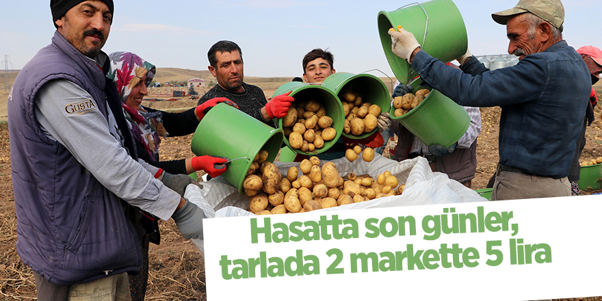 Hasatta son günler, tarlada 2 markette 5 lira