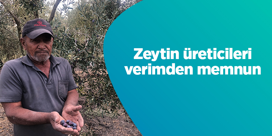 Zeytin üreticileri verimden memnun