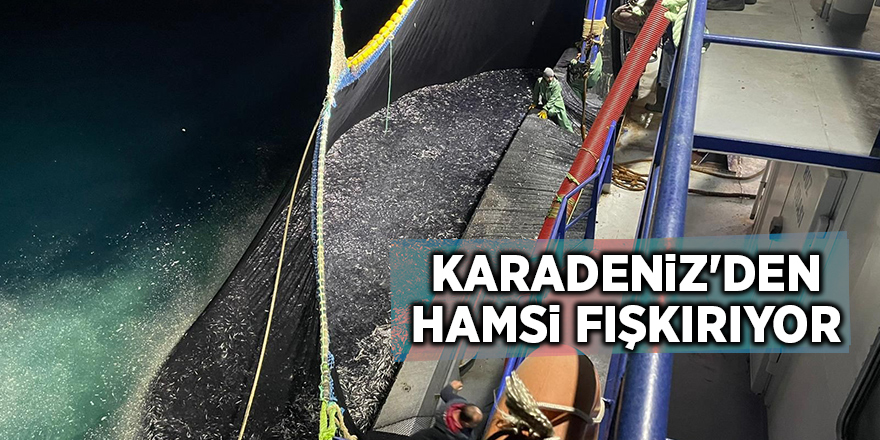 Karadeniz'den hamsi fışkırıyor