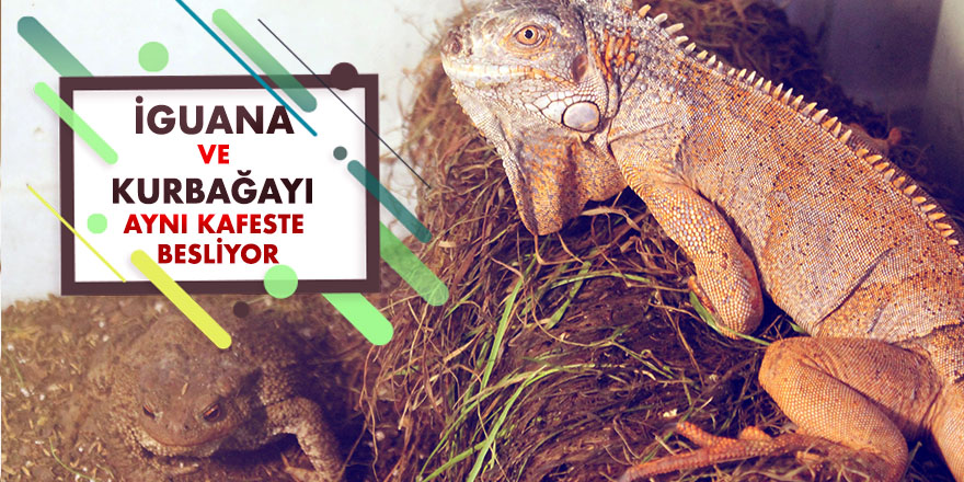 İguana ve kurbağayı aynı kafeste besliyor