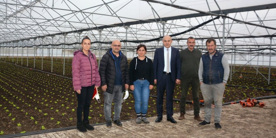 Türkiye'nin marulu 19 Mayıs'tan