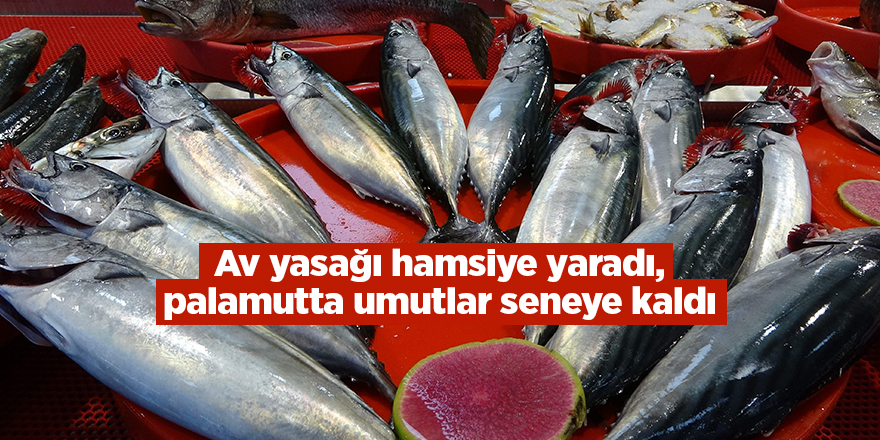 Av yasağı hamsiye yaradı, palamutta umutlar seneye kaldı